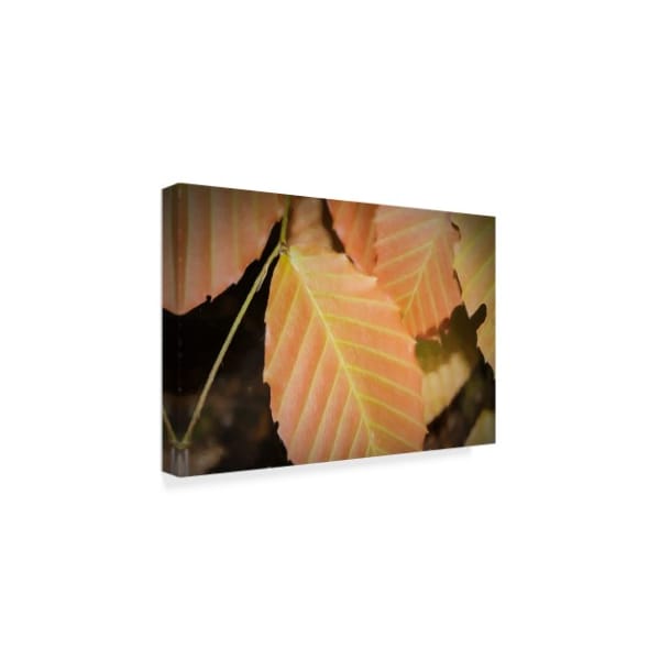 Anthony Paladino 'Cluster Elm Leaves Red Yellow' Canvas Art,30x47